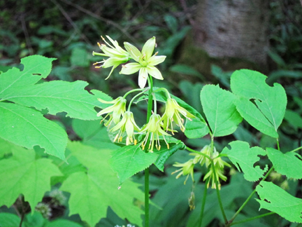 Adirondack Wildflowers:  Clintonia in bloom at the Paul Smiths VIC (3 June 2011)